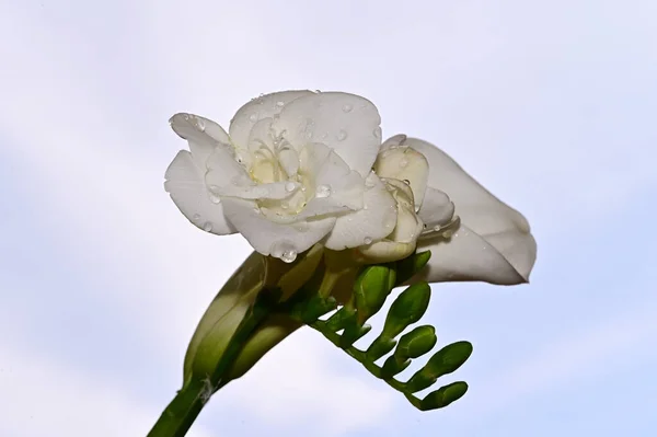 Flori Fragile Înfloresc Fundalul Cerului Albastru — Fotografie, imagine de stoc