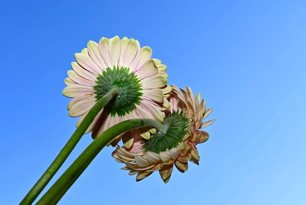 Hermosas Flores Gerberas Sobre Fondo Azul Del Cielo —  Fotos de Stock