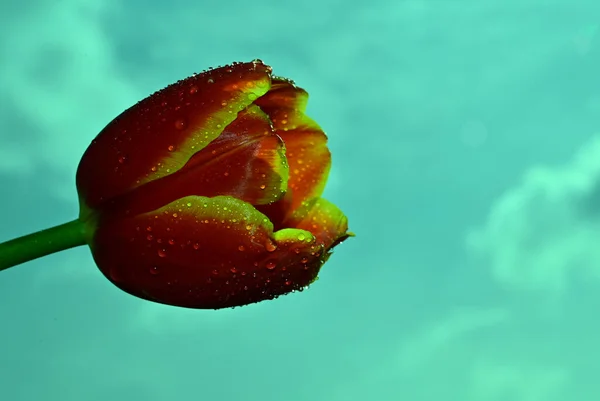 Fragile Tulip Blossom Blue Sky Background — Stock Photo, Image