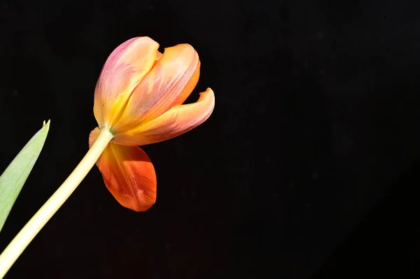 Hermoso Tulipán Sobre Fondo Oscuro Concepto Verano Vista Cercana —  Fotos de Stock