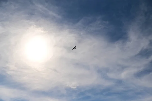 空を飛ぶ可愛い鳩 — ストック写真