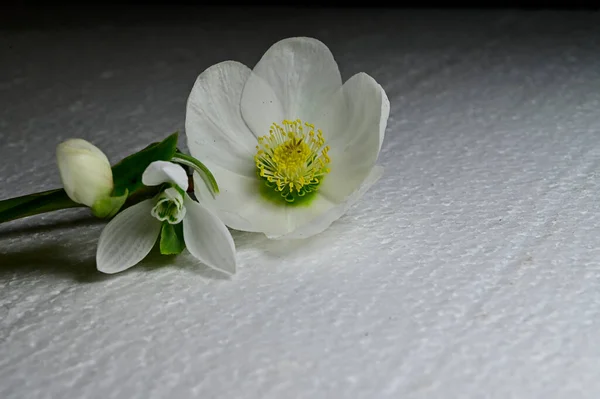 Schöne Blumen Auf Grauem Hintergrund Sommerkonzept Nahsicht — Stockfoto