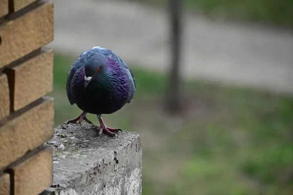 Pequeno Pombo Bonito Sentado Livre Vista Perto — Fotografia de Stock