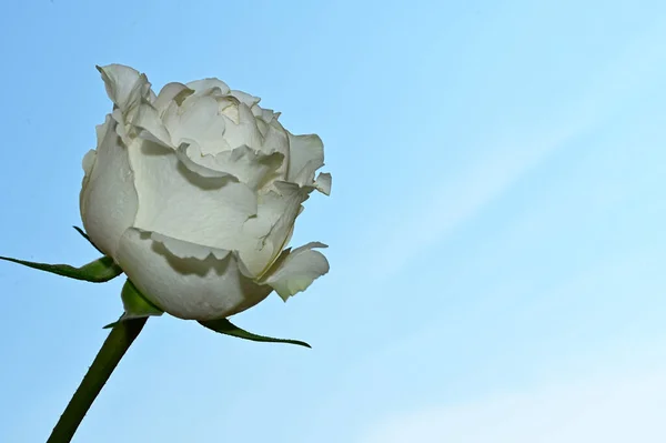 Kruchy Kwiat Róży Tle Błękitnego Nieba — Zdjęcie stockowe