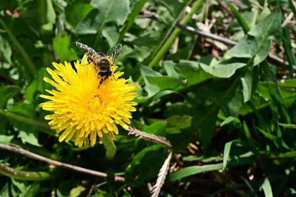 Abeille Sur Beau Pissenlit Poussant Dans Jardin Journée Ensoleillée Été — Photo