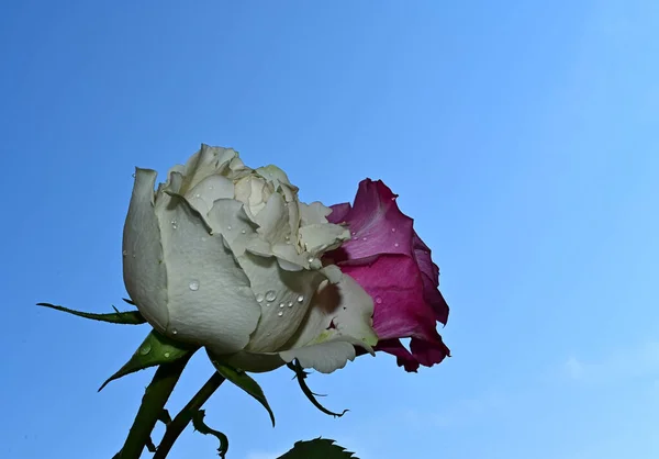 Belles Fleurs Sur Fond Ciel Bleu — Photo