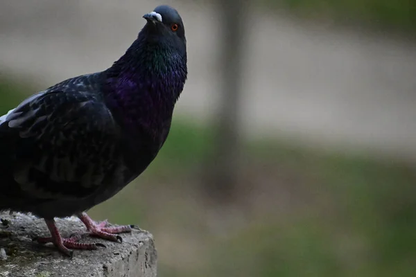 Niedliche Kleine Taube Sitzt Freien Nahsicht — Stockfoto