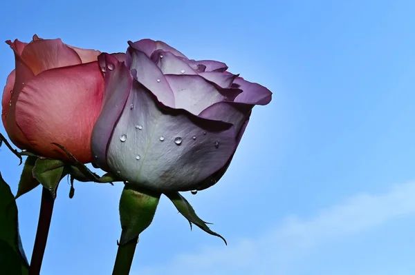 Хрупкие Розы Цветут Голубом Фоне Неба — стоковое фото