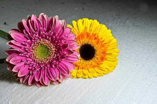 Close Gerbera Flower — Stock Photo, Image