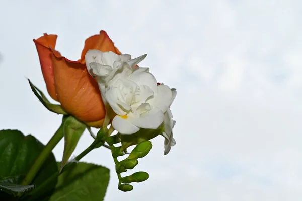 Hermoso Ramo Flores Sobre Fondo Azul Cielo — Foto de Stock