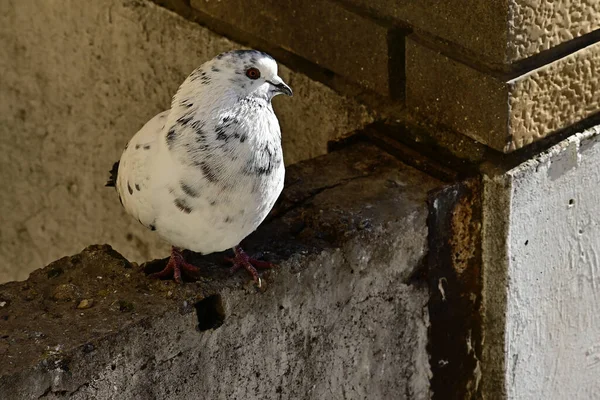 Pequeno Pombo Bonito Sentado Livre Vista Perto — Fotografia de Stock