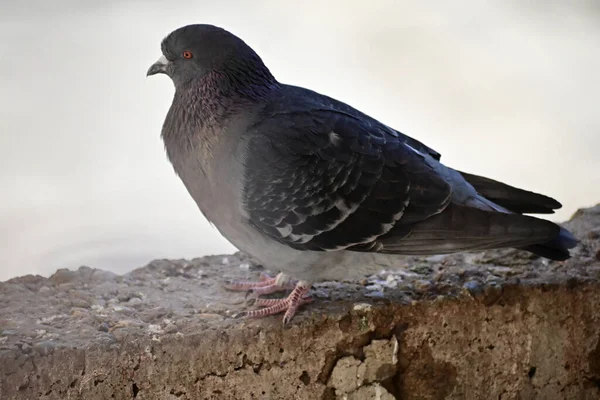 Mignon Petit Pigeon Assis Plein Air Vue Près — Photo