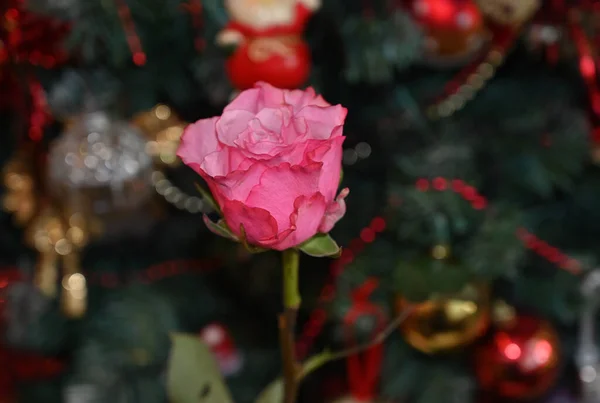 Schöne Rose Auf Dunklem Verschwommenem Hintergrund Sommerkonzept Nahsicht — Stockfoto