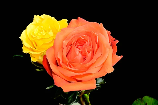 深色背景的美丽的玫瑰花 夏天的概念 — 图库照片