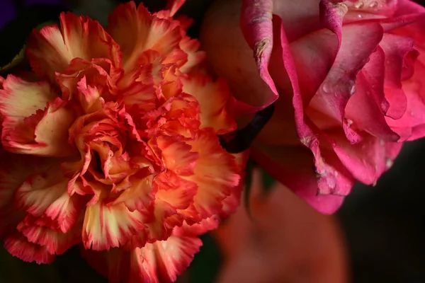 Belles Roses Poussant Dans Jardin Journée Ensoleillée Été — Photo