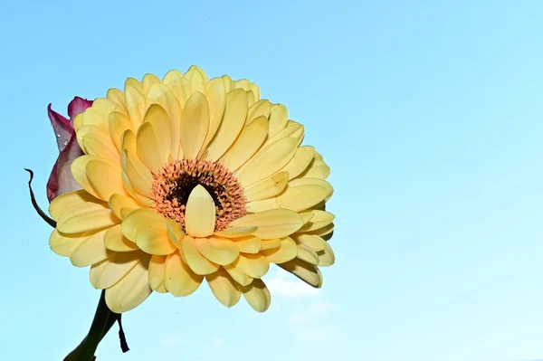 Hermoso Ramo Flores Sobre Fondo Azul Cielo —  Fotos de Stock