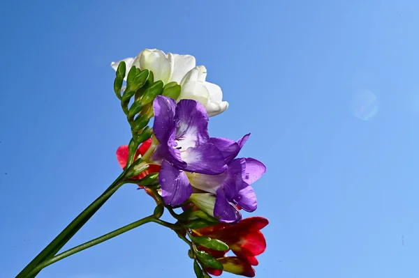 Färgglada Blommor Blomma Blå Himmel Bakgrund — Stockfoto