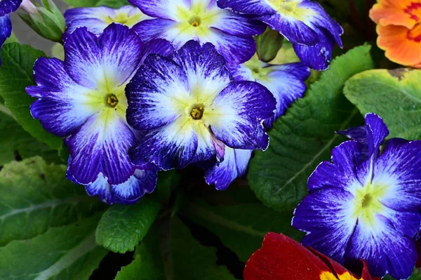 Belles Fleurs Poussant Dans Jardin Journée Ensoleillée Été — Photo