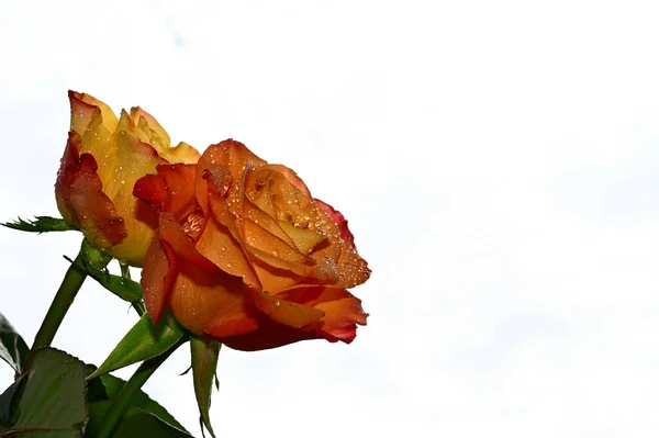 Капли Росы Красивые Цветы Розы Фоне Неба Летняя Концепция Близкий — стоковое фото