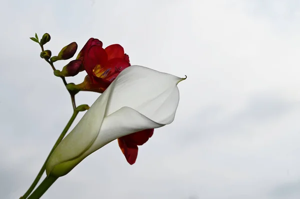 Barevné Květiny Květ Modré Obloze Pozadí — Stock fotografie