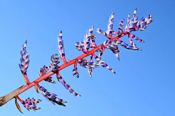 Flores Coloridas Fundo Céu Azul — Fotografia de Stock