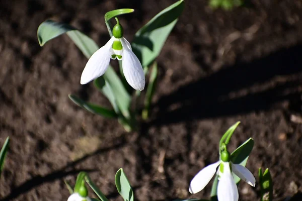 Mooie Bloemen Groeien Tuin Zomer Zonnige Dag — Stockfoto