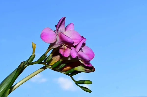 Fleurs Colorées Fleurissent Sur Fond Bleu Ciel — Photo