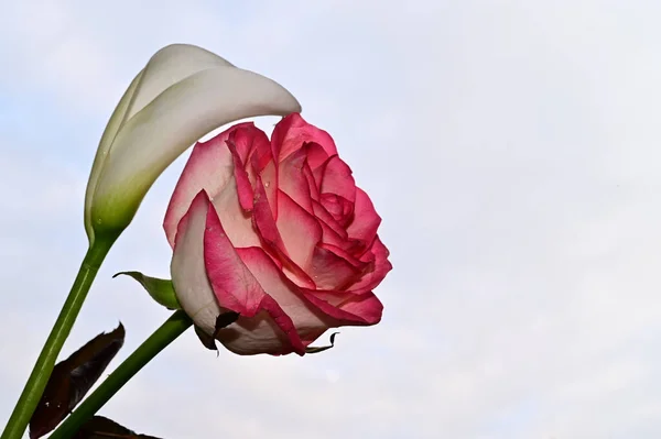 Rosa Colorida Calla Fundo Azul Céu — Fotografia de Stock