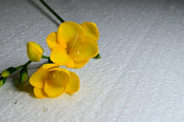 Красиві Квіти Світлому Фоні Літня Концепція Близький Вигляд — стокове фото