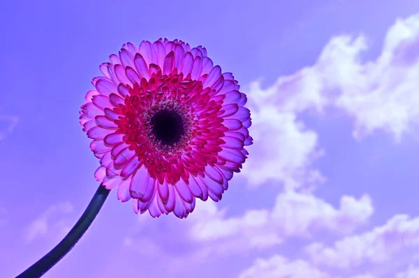 Belles Fleurs Sur Fond Ciel Bleu — Photo