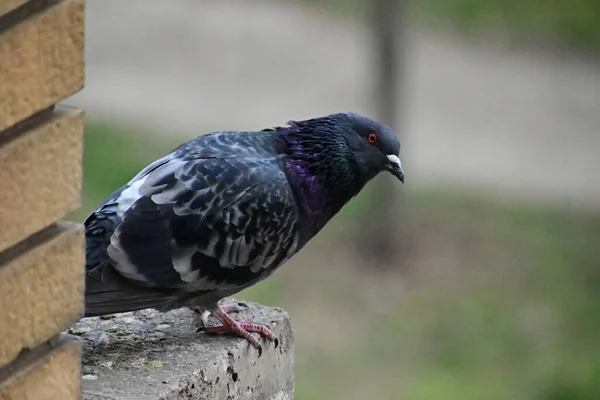 Pequeno Pombo Bonito Sentado Livre Vista Perto — Fotografia de Stock