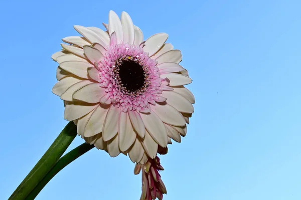 青い空の背景にあるゲルベラの花を閉じて — ストック写真