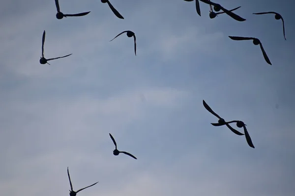 空を飛ぶ可愛い小さなハト — ストック写真