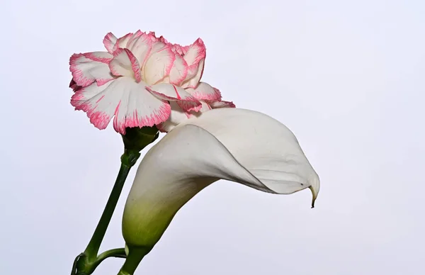 Belas Flores Cravo Calla Fundo Céu Conceito Verão Vista Perto — Fotografia de Stock