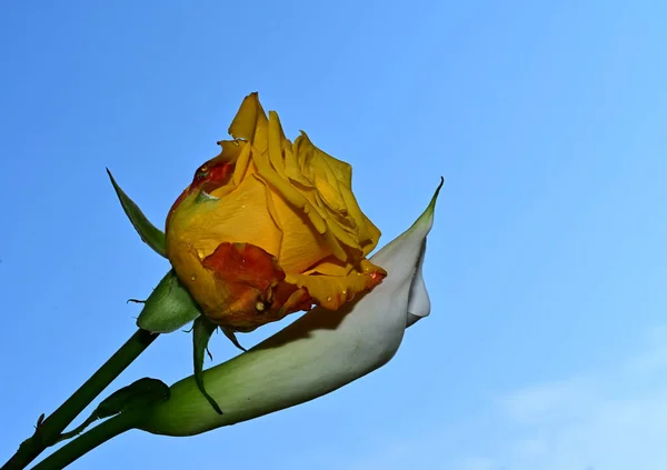 Piękne Kwiaty Tle Błękitnego Nieba — Zdjęcie stockowe