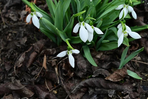 Belles Fleurs Poussant Dans Jardin Journée Ensoleillée Été — Photo