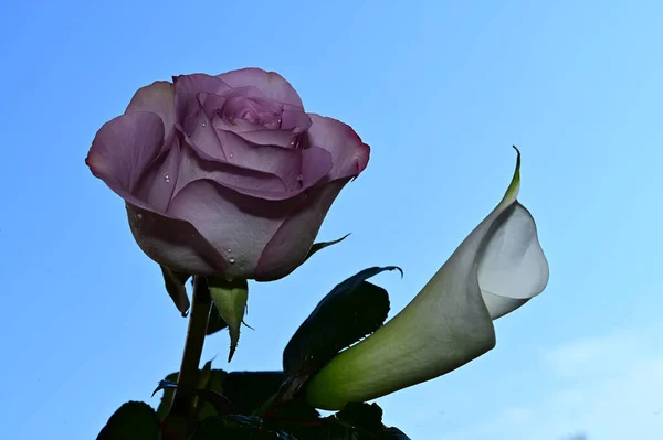 Mooie Bloemen Blauwe Lucht Achtergrond — Stockfoto