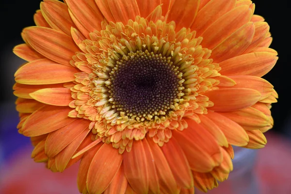 Piękna Gerbera Ciemnym Tle Koncepcja Latem Widok Bliska — Zdjęcie stockowe