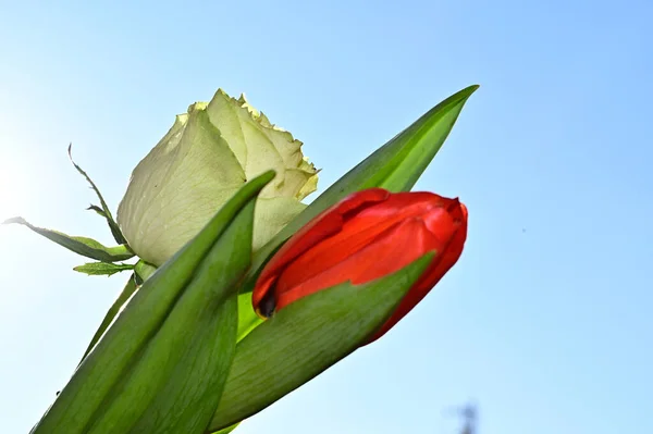 Flores Colores Florecen Sobre Fondo Azul Del Cielo —  Fotos de Stock