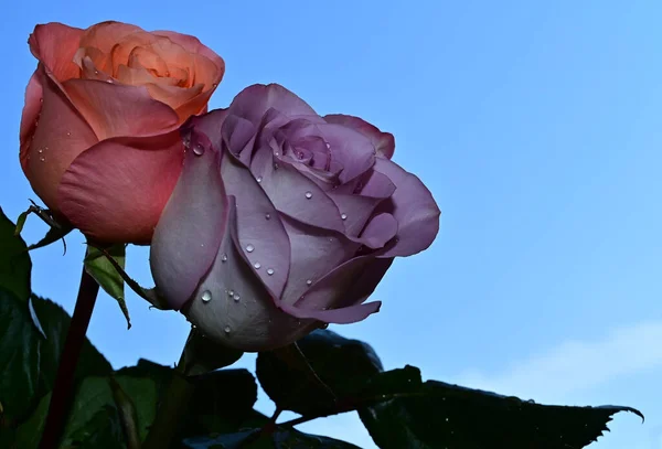 Beautiful Flowers Blue Sky Background — Stock Photo, Image