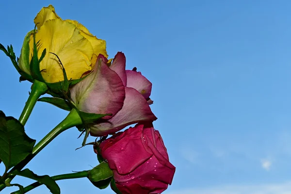 Jasné Růže Modrém Pozadí Oblohy — Stock fotografie