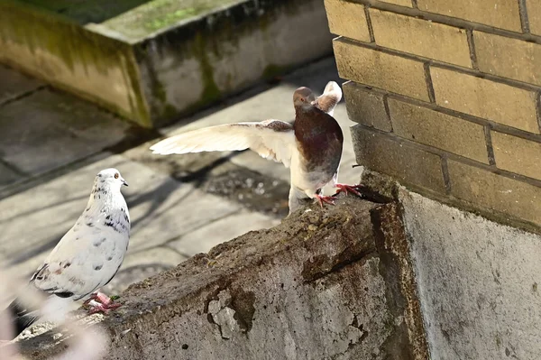 Mignons Petits Pigeons Assis Plein Air Vue Près — Photo