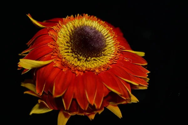 Fleurs Tendres Sur Fond Noir Gros Plan — Photo