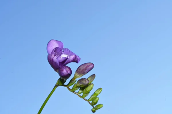 Flores Coloridas Fundo Céu Azul — Fotografia de Stock