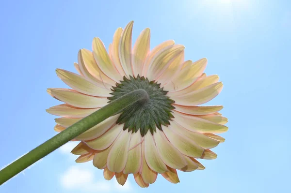 Красива Квітка Гербери Фоні Неба Літня Концепція Вид Крупним Планом — стокове фото