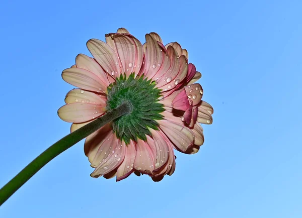 青い空の背景にあるゲルベラの花を閉じて — ストック写真