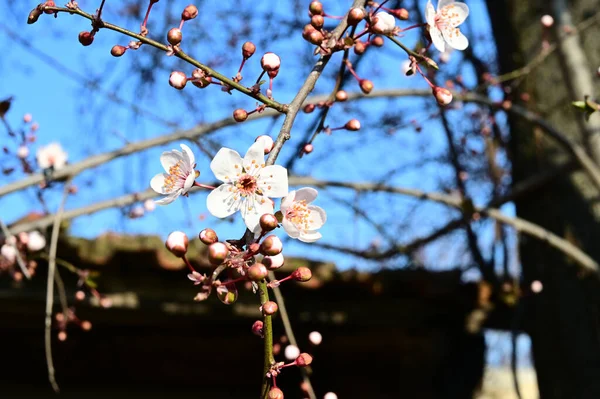 Apple Tree Branches White Beautiful Flowers Close Spring Concept — Stock Photo, Image