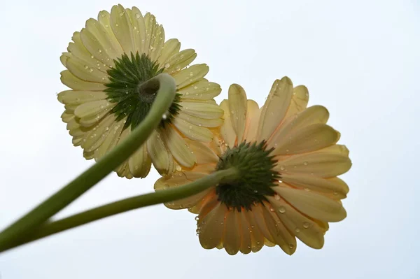 青空を背景にした美しいガーベラの花 — ストック写真