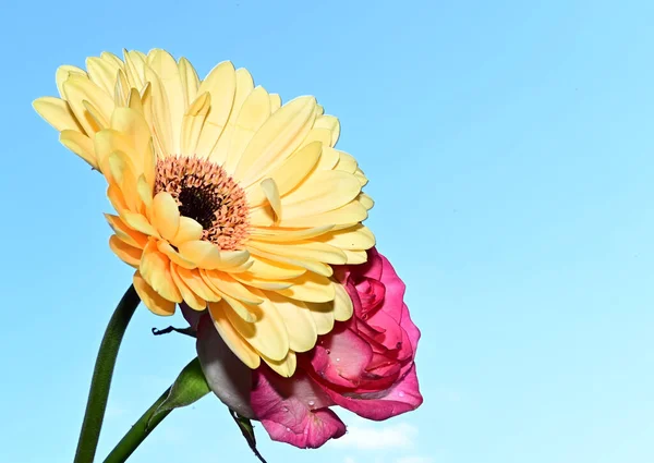 美しいバラとゲルベラの花が空を背景に夏のコンセプト — ストック写真