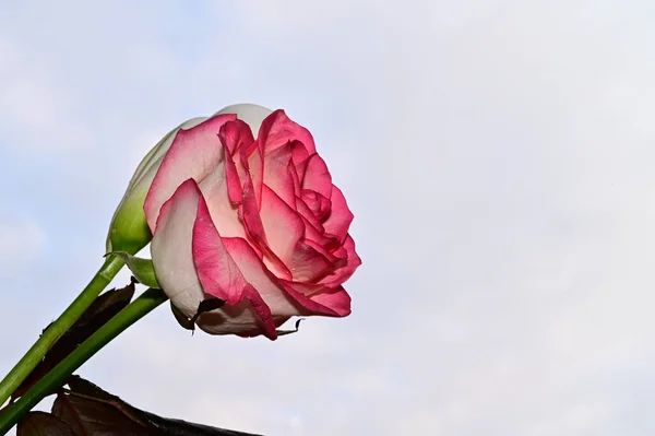 Kleurrijke Roos Calla Blauwe Lucht Achtergrond — Stockfoto